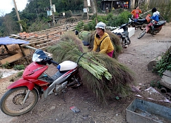 Đến mùa này, dân bản Mông lại lũ lượt lên rừng hái bông chít