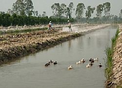 Giáo viên xoay sở mùa dịch - Kỳ 3: Thầy cô ra ruộng