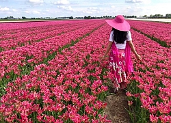 Hội hoa Keukenhof 2020: Đón khách online