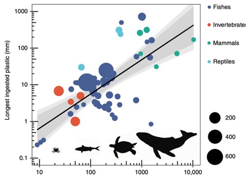 Lần đầu dự đoán động vật có khả năng ăn vào bao nhiêu nhựa