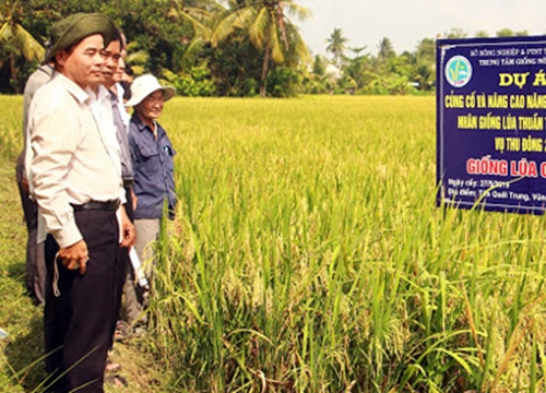 Nhà nông miền Tây "mê" trồng lúa giống chất lượng