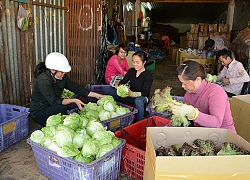 Rau, hoa Đà Lạt trong mùa dịch COVID-19