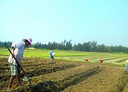 Tránh hạn cho vụ hè thu