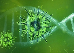 Virus corona có thể "âm thầm" ở trên người lâu nay