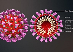 Australia chụp hình 3D virus SARS-COV-2 hỗ trợ chế tạo vắcxin