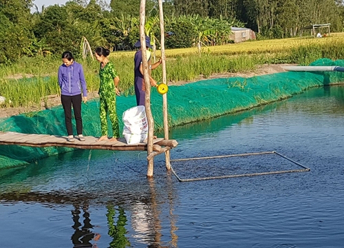 Ở đây nuôi cá lóc nhìn dày đặc, bắt lên 47 tấn, bán 35 ngàn đồng/ký