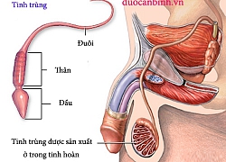 10 lý do khiến nam giới vô sinh