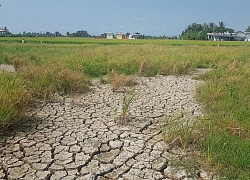 Ảnh: Hạn, mặn làm xáo trộn cuộc sống của người dân Long An