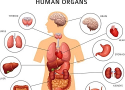 Vì sao một số bộ phận trong cơ thể tái sinh được còn một số khác thì không?