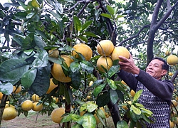 "Bí kíp" chăm sóc bưởi Diễn ra hoa nhiều, đậu quả sai lại thơm ngọt