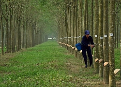 Cao su Thống Nhất đưa hơn 64.000 cây cao su ra thanh lý