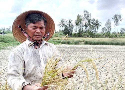 ĐBSCL sống chung với hạn mặn: Vượt mốc kỷ lục trăm năm