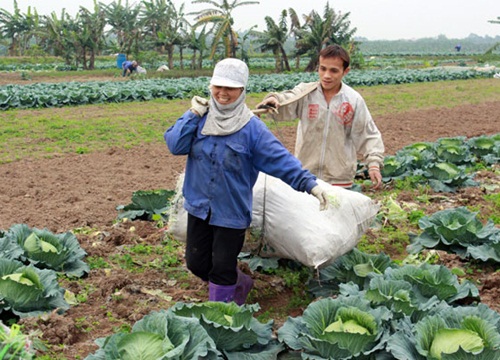 Gia Lâm: Bỏ lúa trồng rau, cây ăn trái, nông dân thu hơn 300 triệu