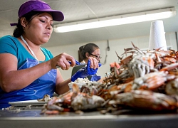 Maryland điêu đứng vì cua không có người bóc thịt