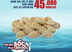 Ngao hai cồi giá siêu rẻ từ 40.000đ/kg, siêu thị và shop online lên kế hoạch giải cứu