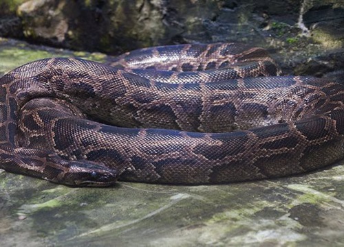 Vì sao gọi trăn Anaconda là 'quái vật' đáng sợ nhất rừng Amazon