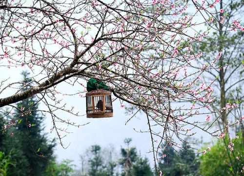 Say lòng ngắm hoa đào tháng 3 bung nở trên cao nguyên đá Hà Giang