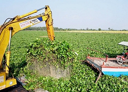 Tây Ninh: Lục bình nổi kín sông, máy xúc không xuể, dân khổ sở