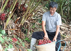 Vô rừng trồng thứ cây "lạ" ra chùm quả đỏ dưới gốc, dân đổi đời