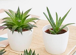 8 loại cây trồng trong phòng ngủ làm sáng bừng không gian, cải thiện giấc ngủ