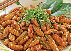 Cách chế biến món ngon từ nhộng tằm
