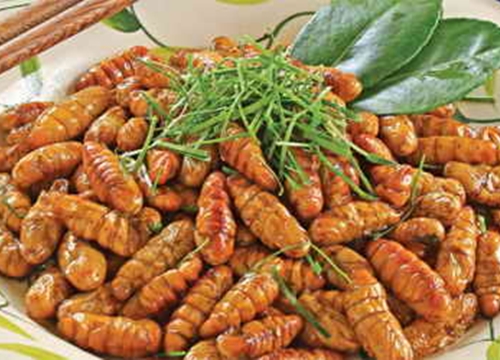 Cách chế biến món ngon từ nhộng tằm