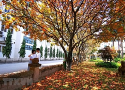 Con đường lá vàng đẹp ngất ngây tại Đại học Sư phạm Hà Nội