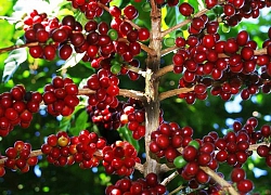 Giá cà phê hôm nay 7/3: Thị trường vẫn còn tiêu cực
