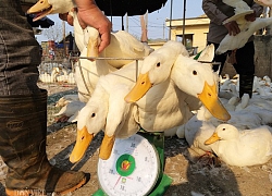 Giá gia cầm hôm nay 7/3: Sau thua lỗ vì mất giá, dân lại gặp &#8220;quả đắng&#8221;