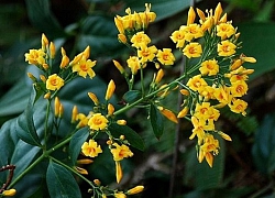 Nghi uống rượu ngâm rễ cây lá ngón, 2 người ở Bắc Kạn tử vong