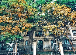 Những hàng cây rực rỡ lá vàng, lá đỏ trên đường phố Hà Nội