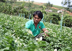 Nông dân Lâm Đồng "5 tự, 5 cùng" tạo vùng sản xuất lớn