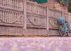 Xứ Huế đẹp tựa bức tranh Nhật Bản trong mùa điệp anh đào
