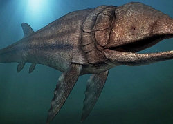 Leedsichthys: "Máy hút bụi" của biển cả Kỷ Jura từng bị hiểu nhầm là khủng long