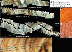 70 triệu năm trước, một ngày không đủ 24h