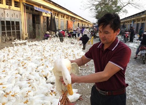 Giá gia cầm hôm nay 10/3: "Thượng đế" đua nhau mua gà, vịt tích trữ ăn dần