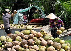 JICA hỗ trợ tỉnh Bến Tre giải bài toán thiếu nguồn nước ngọt