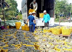 Trồng khóm VietGAP, người ăn an toàn, người trồng thêm vui