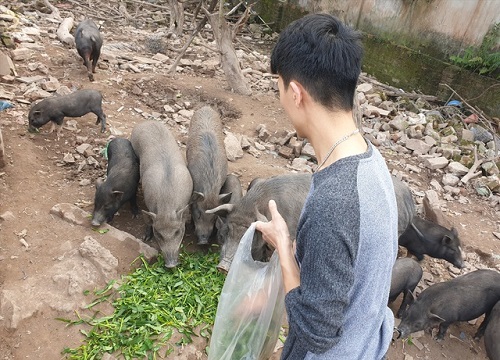 Ứng phó dịch Covid-19, dân Thủ đô rủ nhau nuôi lợn mán