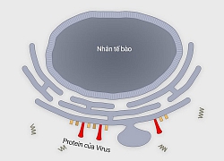 Virus corona tấn công tế bào người như thế nào?