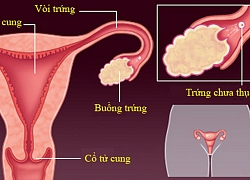 15 Giai đoạn thụ thai và mang thai đầy đủ nhất 40 tuần