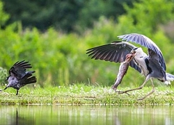 Bầy quạ tinh ranh "đánh hội đồng", cướp cá trong miệng diệc trắng