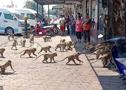 Đói khát vì vắng du khách, hàng trăm con khỉ ẩu đả giành thức ăn