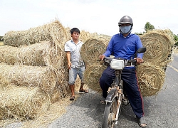 Một cuộn rơm "2 số phận": Nơi giá chạm đáy, nơi quý như... vàng