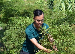 9X thu nhập hàng chục triệu đồng mỗi tháng từ trà đinh lăng