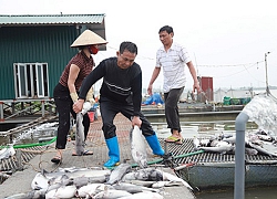 Vụ 120 tấn cá chết ở Hải Dương: Hơn 10 tỷ trôi theo dòng nước "lạ"