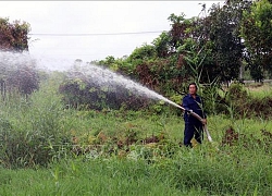 Bảo vệ 'lá phổi xanh' Đồng bằng sông Cửu Long - Bài cuối: Bảo vệ và phát triển rừng