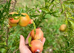 Ca sĩ Mỹ Lệ hé lộ cách trữ đồ ăn sạch cho gia đình cả tháng mà không cần tốn thời gian xếp hàng, chen lấn ở siêu thị