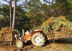 Nông dân Đà Lạt xót xa nhổ bỏ cả cánh đồng hoa cúc vì bán chẳng ai mua