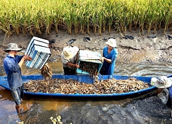 Thả tôm trong ruộng lúa, không sợ hạn mặn, lợi nhuận gấp đôi